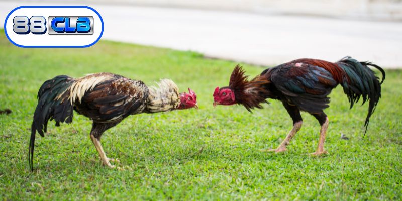 Các chiến thuật phân tích kèo cược hiệu quả