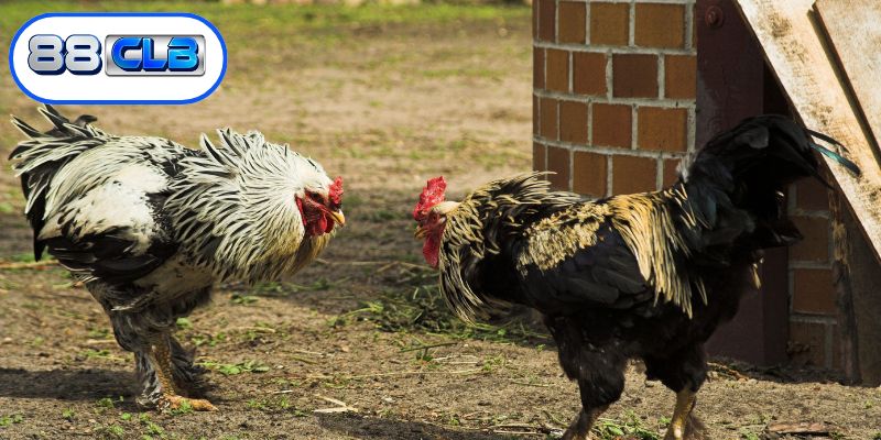 Không gian tổ chức trường gà Thomo vô cùng hoành tráng