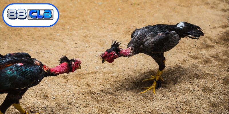 Phương pháp phân tích kèo đấu hiệu quả