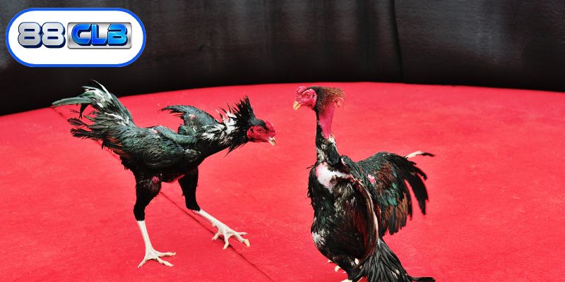 Quy trình tham gia cá cược vô cùng đơn giản