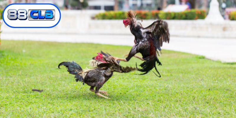 Quy trình tổ chức những màn so tài kịch tính