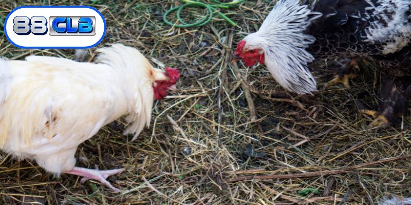 Sự đa dạng của các hình thức thi đấu