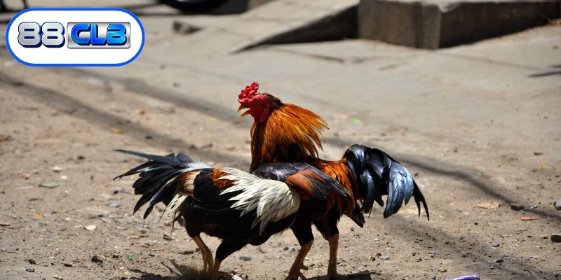 Sức hấp dẫn mãnh liệt từ loại hình đá gà cựa dao