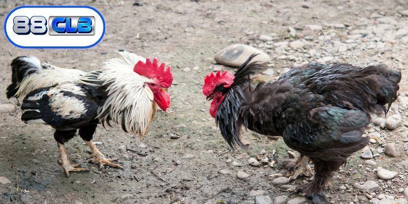 Tận hưởng những trận đấu kịch tính tại đấu trường chuyên nghiệp