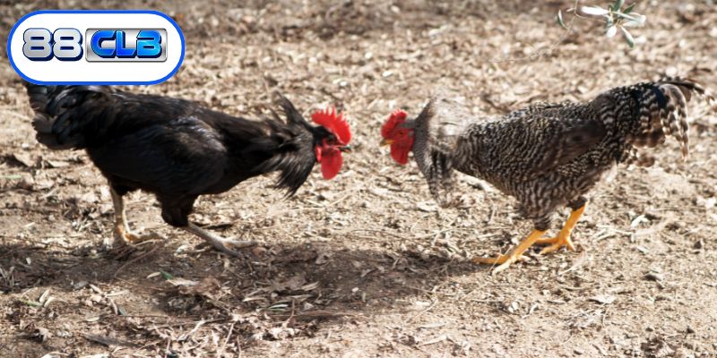 Tuân thủ quy trình cá cược chuyên nghiệp